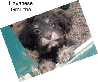 Havanese Groucho