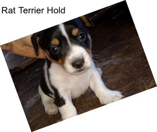 Rat Terrier Hold