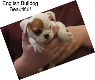 English Bulldog Beautiful!