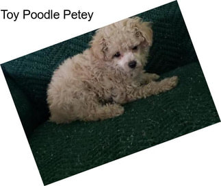 Toy Poodle Petey