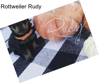 Rottweiler Rudy