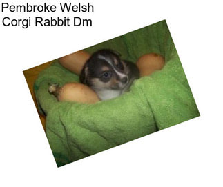 Pembroke Welsh Corgi Rabbit Dm