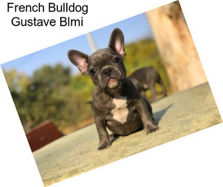 French Bulldog Gustave Blmi