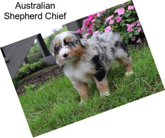 Australian Shepherd Chief