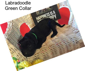 Labradoodle Green Collar