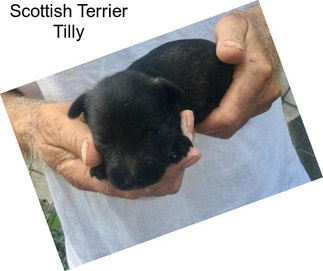 Scottish Terrier Tilly