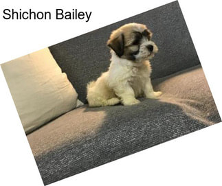 Shichon Bailey