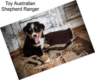 Toy Australian Shepherd Ranger