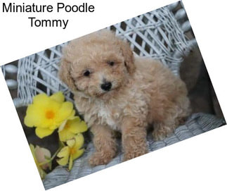 Miniature Poodle Tommy