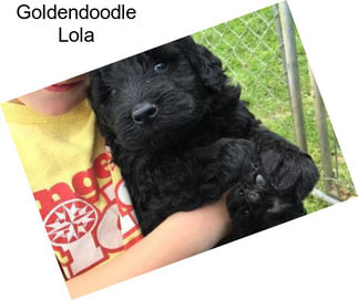 Goldendoodle Lola