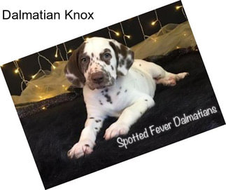 Dalmatian Knox