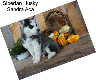 Siberian Husky Sandra Aca