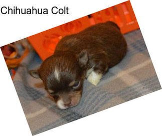 Chihuahua Colt