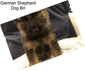 German Shepherd Dog Bri