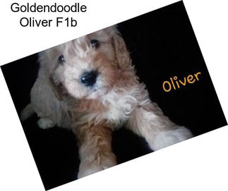 Goldendoodle Oliver F1b