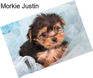 Morkie Justin