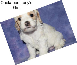 Cockapoo Lucy\'s Girl