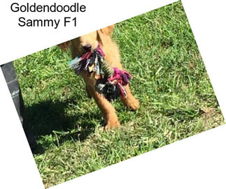 Goldendoodle Sammy F1