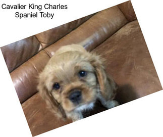 Cavalier King Charles Spaniel Toby