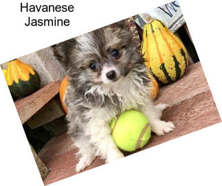 Havanese Jasmine