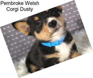 Pembroke Welsh Corgi Dusty