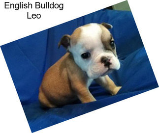 English Bulldog Leo