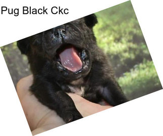 Pug Black Ckc
