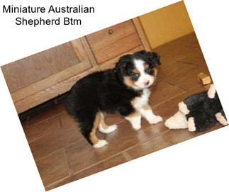 Miniature Australian Shepherd Btm