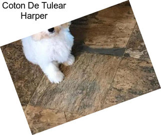 Coton De Tulear Harper