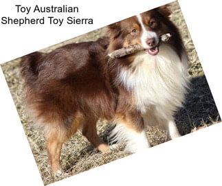 Toy Australian Shepherd Toy Sierra