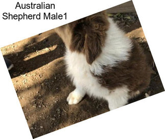 Australian Shepherd Male1