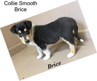Collie Smooth Brice