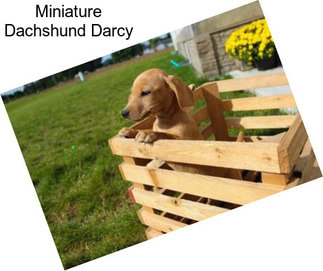 Miniature Dachshund Darcy