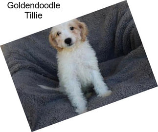 Goldendoodle Tillie