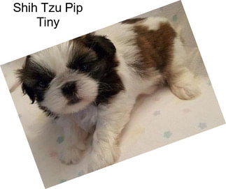 Shih Tzu Pip Tiny
