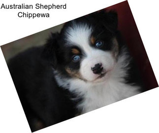 Australian Shepherd Chippewa