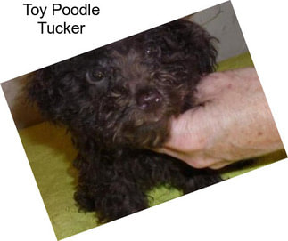 Toy Poodle Tucker