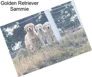 Golden Retriever Sammie