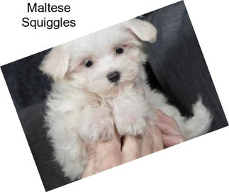 Maltese Squiggles