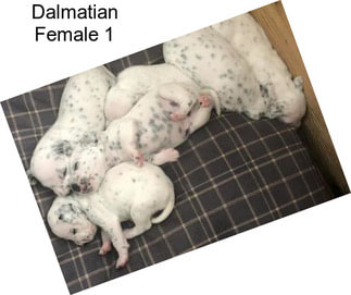 Dalmatian Female 1