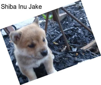 Shiba Inu Jake