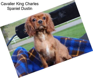 Cavalier King Charles Spaniel Dustin