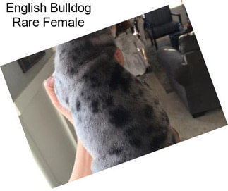 English Bulldog Rare Female
