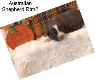 Australian Shepherd Rtm2