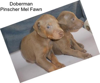 Doberman Pinscher Mel Fawn