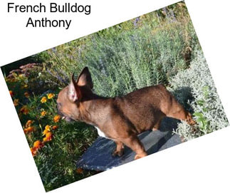 French Bulldog Anthony