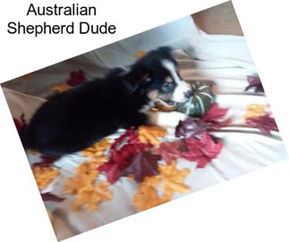 Australian Shepherd Dude