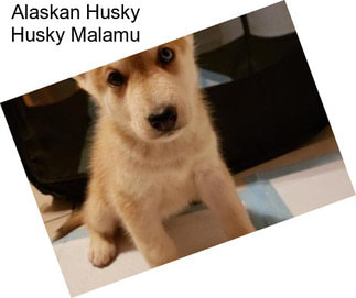 Alaskan Husky Husky Malamu