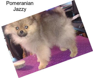 Pomeranian Jazzy