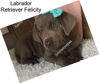 Labrador Retriever Felicity